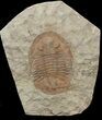 Ordovician Asaphellus Trilobite - Morocco #45089-1